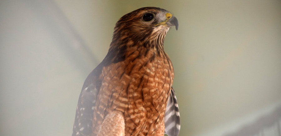 Red-shouldered hawk at Yellow River 2