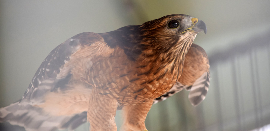 Red-shouldered hawk at Yellow River 3