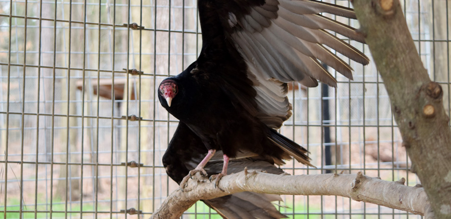 Turkey Vulture YRWS 2