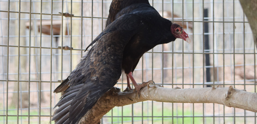 Turkey Vulture YRWS 3