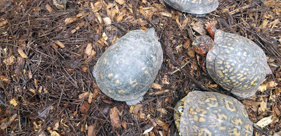 Box Turtles at Yellow River Wildlife Sanctuary