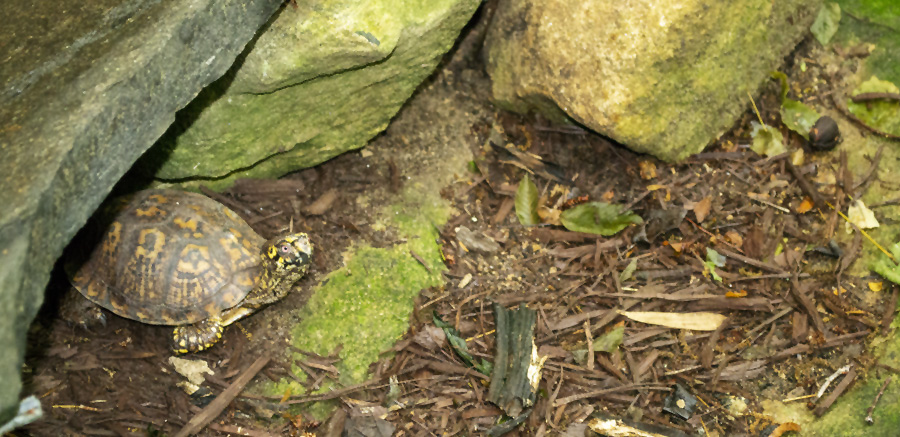 Yellow River Eastern Box Turtle