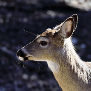 Fenway at Yellow River Wildlife Sanctuary