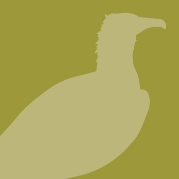 Black Vulture icon