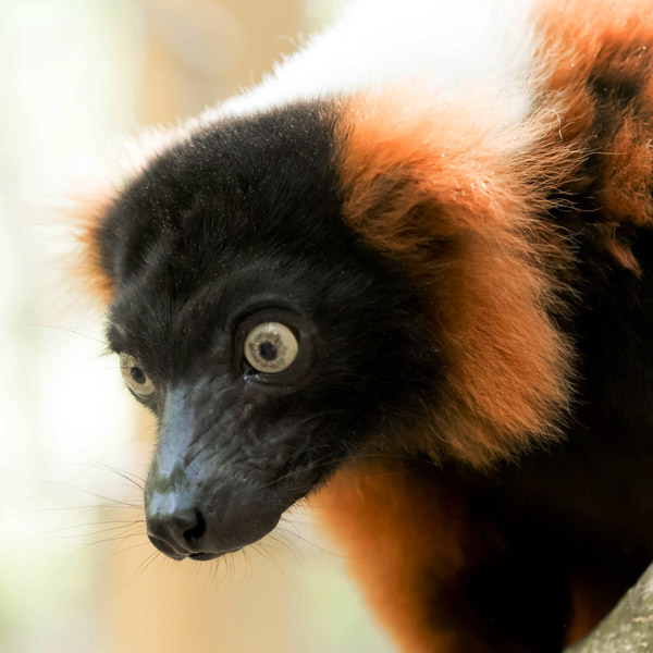 Red Ruffed Lemur Guided Tour
