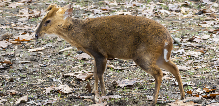 Muntjac Marvin at YRWS