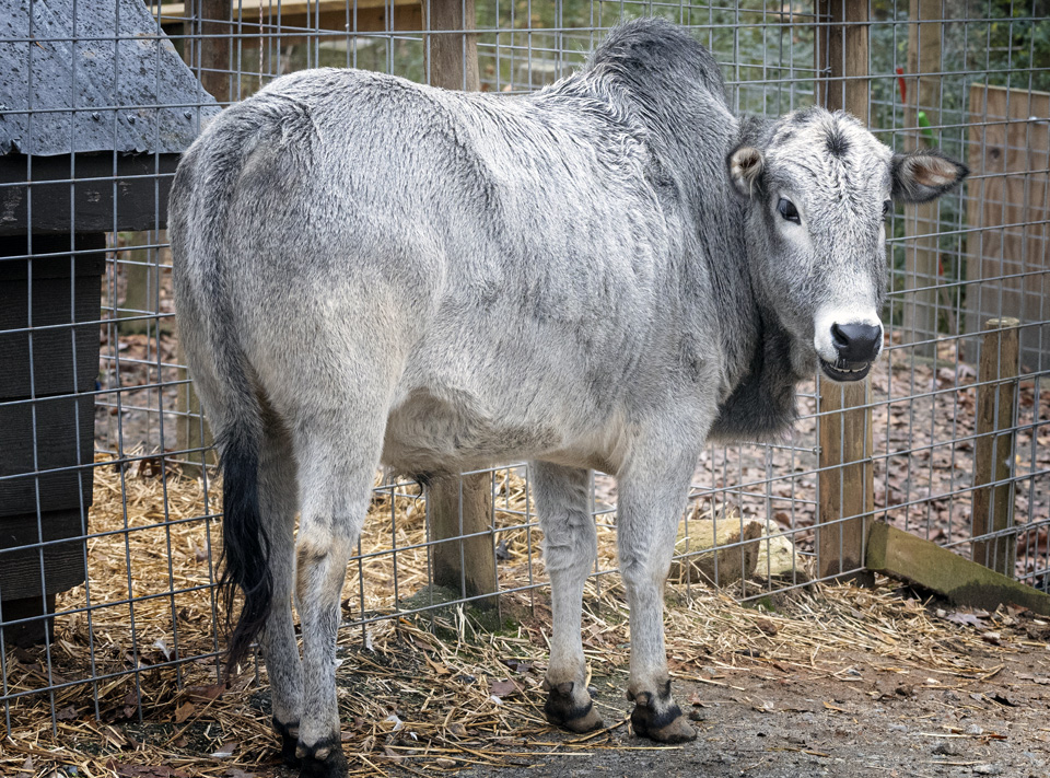 Miniature Zebu