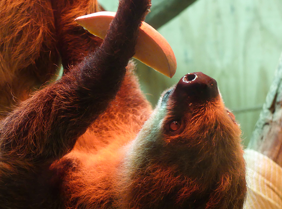 hoffman's two-toed sloth
