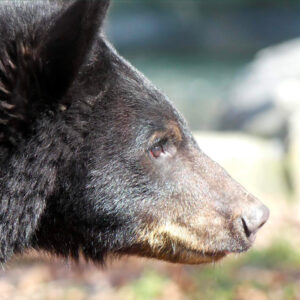 Bluebeary_2BD
