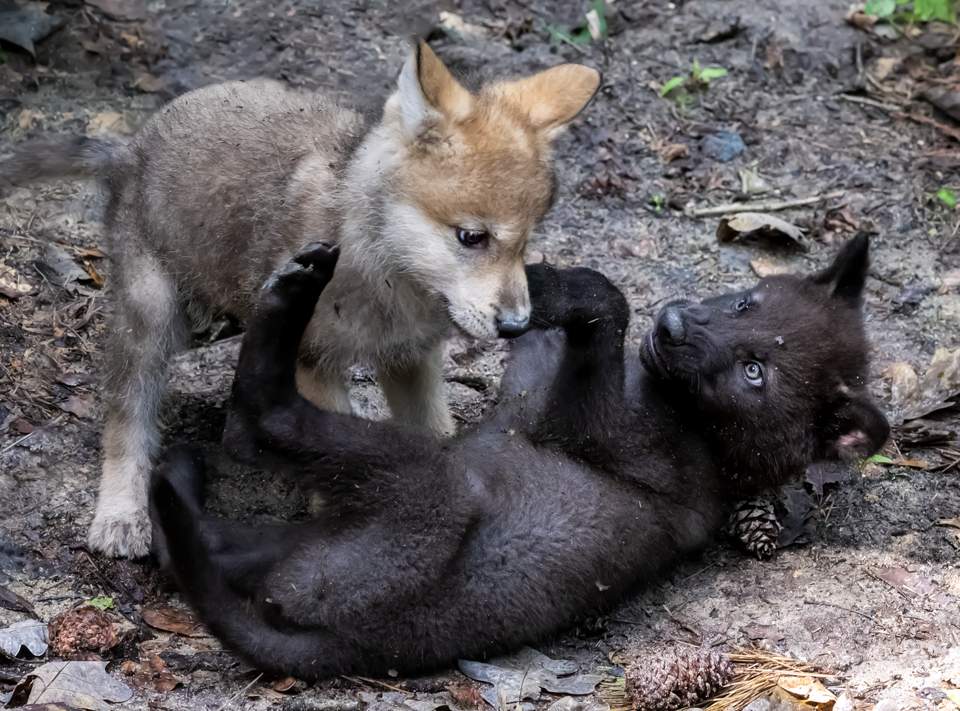 Wolf pups playing at Yellow River Wildlife Sanctuary.