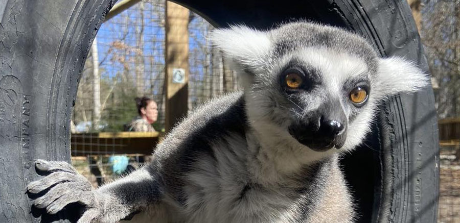 Wild Encounters with Lemurs