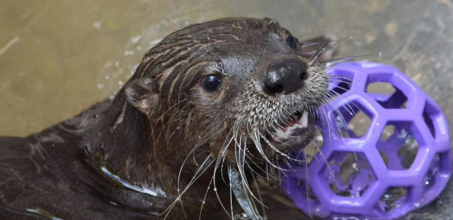 Wild Encounters with Otters