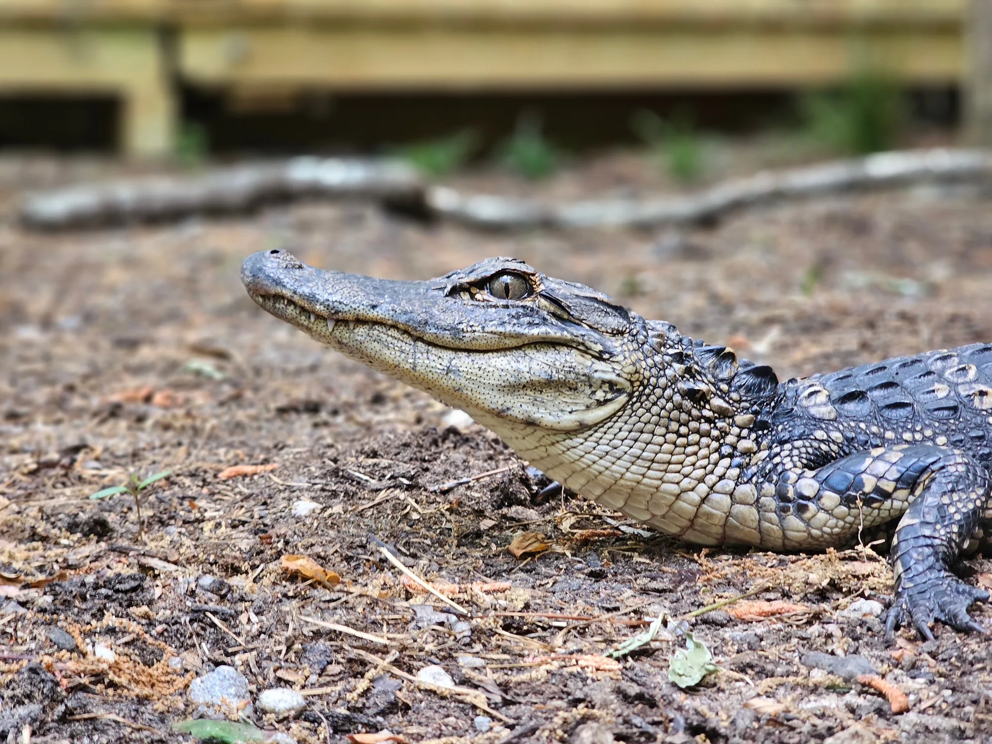 Close-up of an alligator at the new Yellow River Wildlife Sanctuary in Lilburn, Georgia.