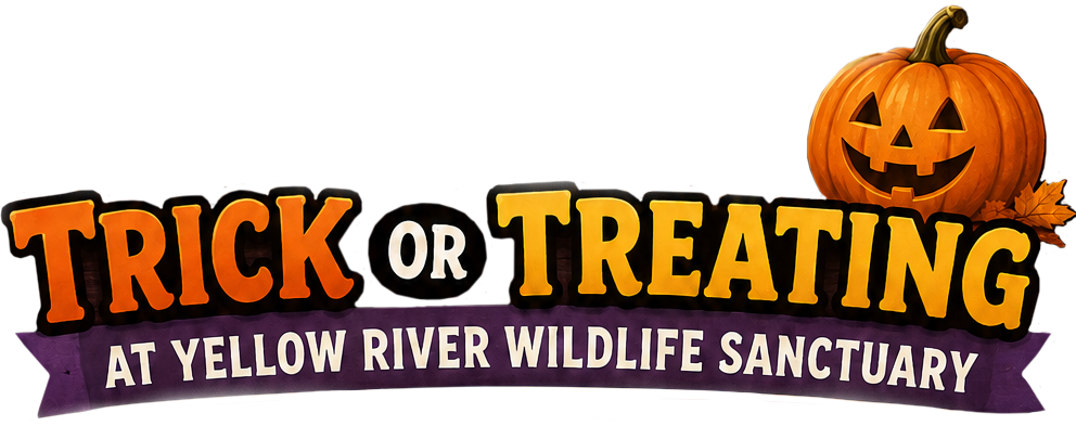 Trick-or-treat at YRWS